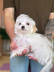 Maltipoo