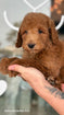 Goldendoodle