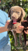 Labrador retriever female