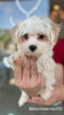 Malticot