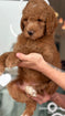 Goldendoodle