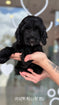 Cockapoo