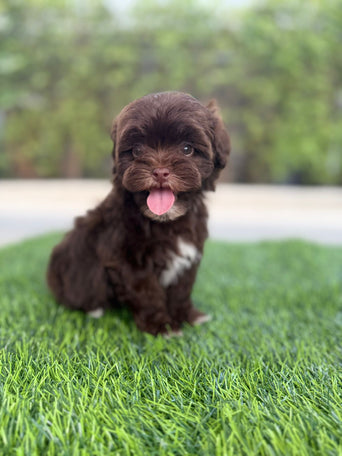 Shih-Poo