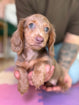 Dachshund