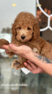 Goldendoodle