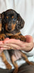 Dachshund