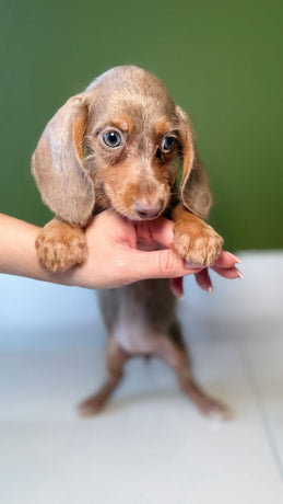Dachshund