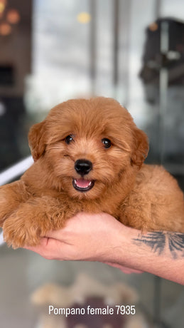 Pomapoo