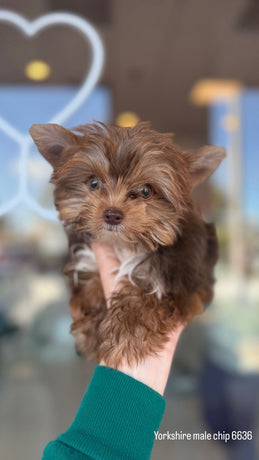 Yorkshire Terrier