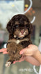 Cockapoo