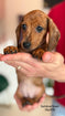 Dachshund 0733