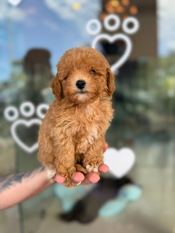 Toy Poodle