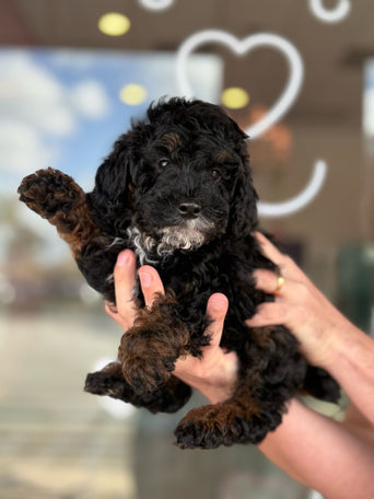 Mini Poodle