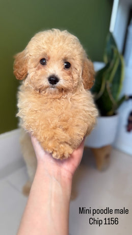 Mini Poodle