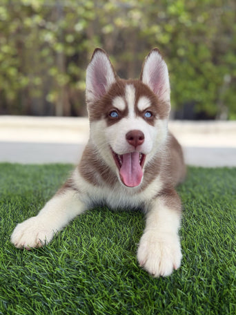 Siberian Husky