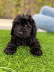 F1B Mini Labradoodle