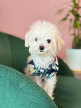 Maltipoo