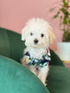 Maltipoo