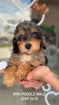 Mini poodle male