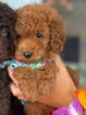 Goldendoodle mini F1BB