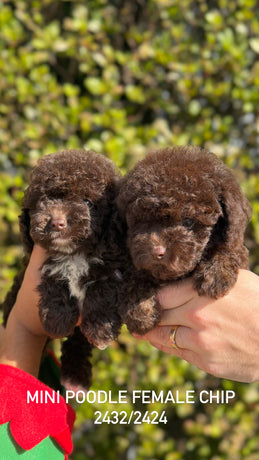 Mini Poodle Female