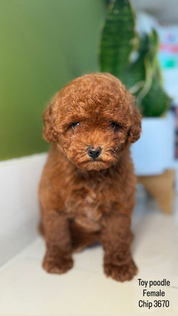 Toy Poodle