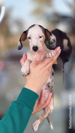 Dachshunds
