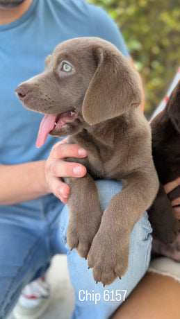 Labrador retriever female