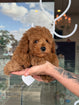 Toy Poodle