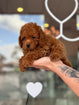 Toy Poodle