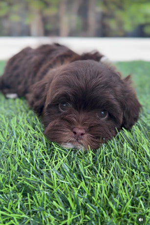 Shih Poo
