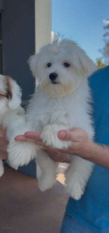 Maltese female