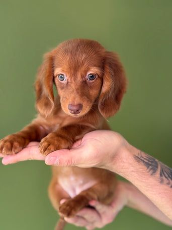 Dachshund