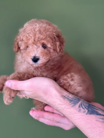 Toy poodle