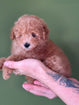 Toy poodle