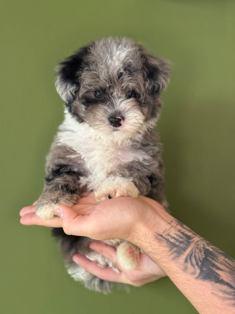 Mini Shepadoodle