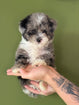 Mini Shepadoodle
