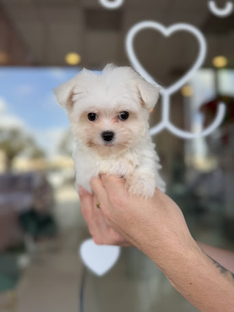 Maltese Female