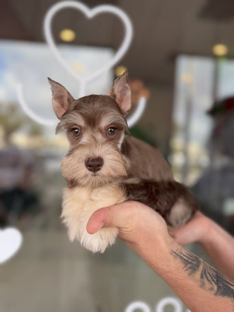 Miniature Schnauzer Female