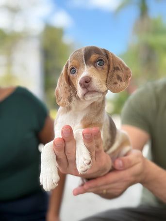 Beagle