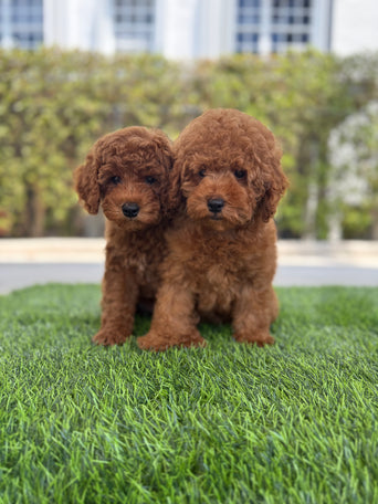 Poodle