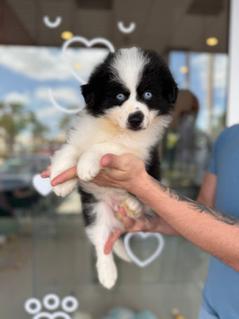 Pomsky