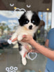 Pomsky