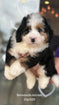 Bernedoodle mini male