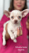 Chihuahua female