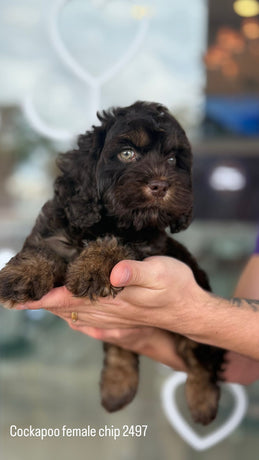 Cockapoo female