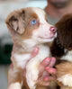 Mini Aussie