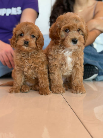 CAVAPOO FEMALE