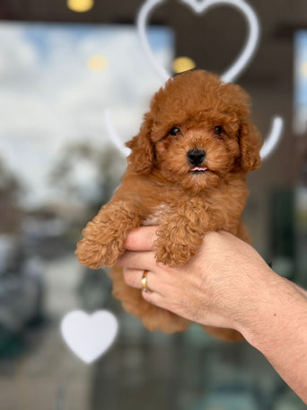 Poochon /  Bichpoo