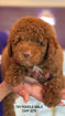 Toy poodle Male